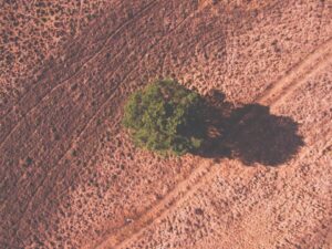 Aerial view of tree in desert