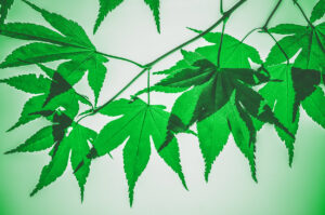 Marijuana leaf collage