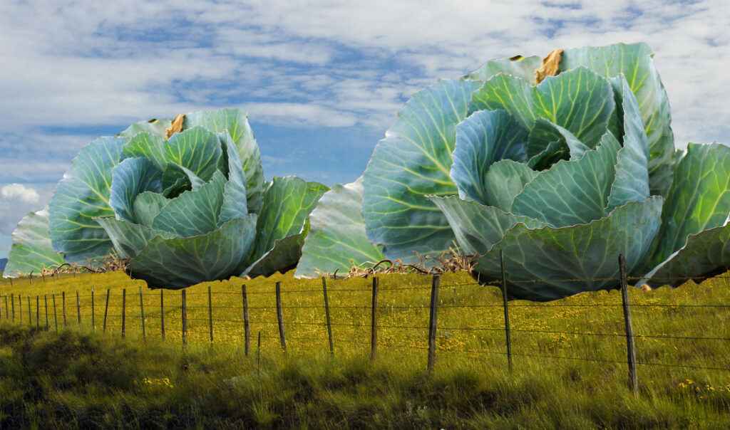 comically large Jurassic park-like lettuce in a field, 2 of them, taking up nearly 600 sq feet each