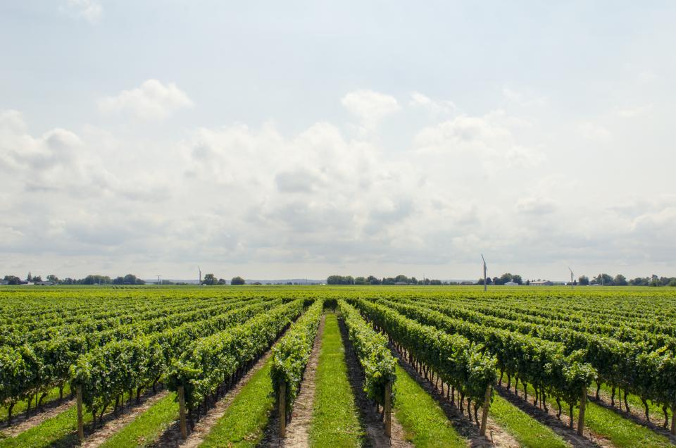 Farm field containing rows of grapes